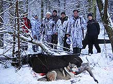 Охота на лося в Подмосковье.