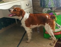 Бретон Эпаньоль